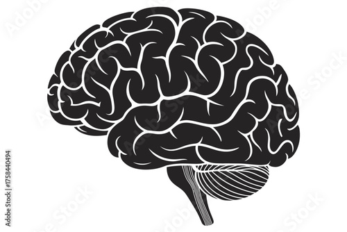 Detailed anatomical human brain vector illustration scalable eps for medical science silhouette