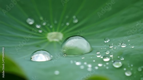 Wallpaper Mural Water Droplets Form on Green Lotus Leaf Surface After Rain Torontodigital.ca