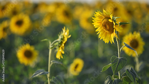 yellow sunflowers in the field. Large sunflower flowers in the sun. Yellow flowers on a farm field and blue sky. Agriculture concept, organic products. Growing seeds for oil. rural area. farmland