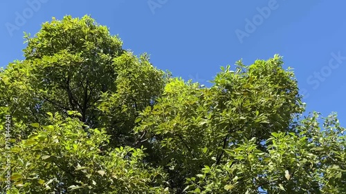 神田川10月：風に揺れる緑樹の動画 2025/10/17