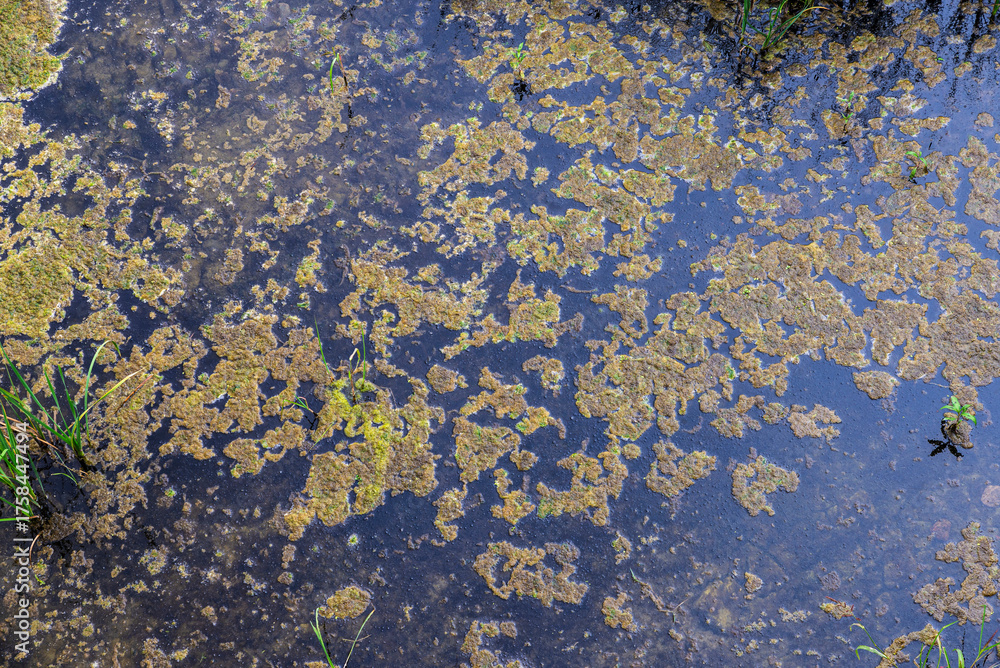 Obraz premium Water polluted with toxic waste in Spain