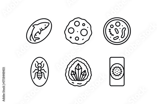 simple outline stroke icon isolated on white background embryonic shark specimen lunar rock specimen bacterial culture specimen amber insect specimen crystal geode specimen pollen grain