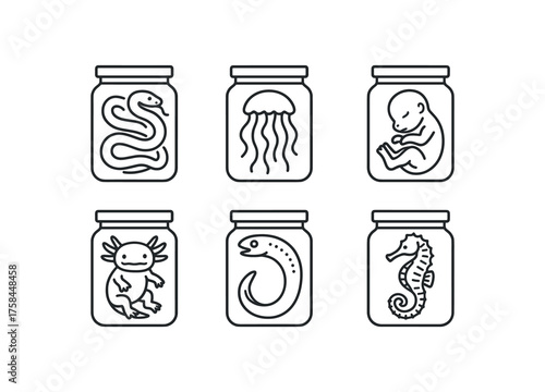 simple outline stroke icon isolated on white background jarred rattlesnake specimen jarred marine jellyfish specimen jarred fetal pig specimen jarred axolotl specimen jarred lamprey