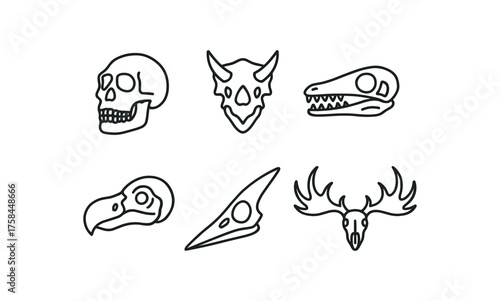 simple outline stroke icon isolated on white background Neanderthal skull replica triceratops brow horn skull ichthyosaur skull dodo bird skull pterosaur skull giant elk skull