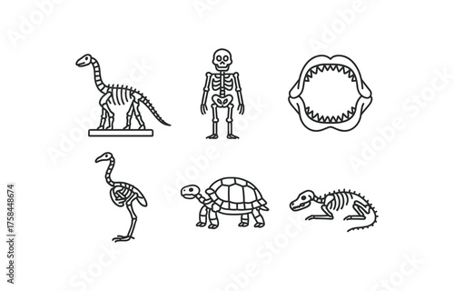 simple outline stroke icon isolated on white background diplodocus skeleton mount Australopithecus hominin skeleton megalodon jaw section moa bird skeleton giant tortoise skeleton