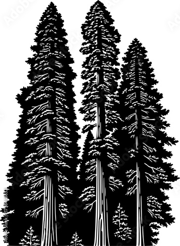 Redwood trees silhouette. This image shows a black silhouette of towering redwood trees, also known as Sequoia sempervirens, with detailed branches and foliage. Vector clipart illustration desig