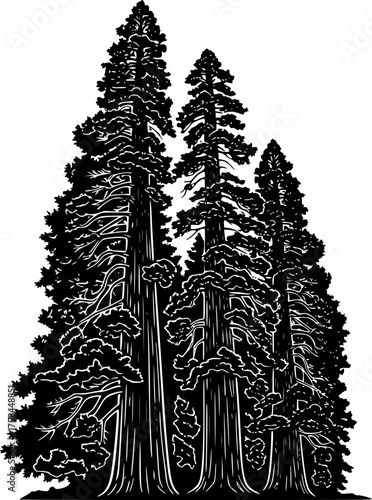 Redwood trees silhouette. This image shows a black silhouette of towering redwood trees, also known as Sequoia sempervirens, with detailed branches and foliage. Vector clipart illustration desig