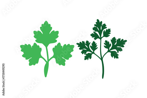 Two green sprigs of parsley a fresh culinary herb illustration