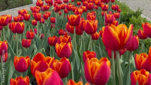 Red tulips arranged in the park to beautify the city
