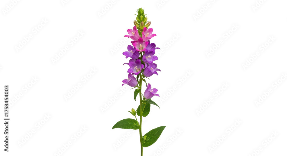 Naklejka premium Isolated blooming bellflower, tall flowering plant with pink and purple blossom, stem and leaves