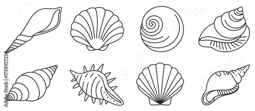 Collection of vector line drawings featuring diverse seashell illustrations for design projects silhouette