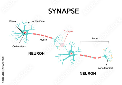 Neural connection diagram. Structure of neuron with axon, dendrites and soma. Transmission of nerve impulse or electrical signal across synapse. Medical infographics. Cartoon flat vector illustration