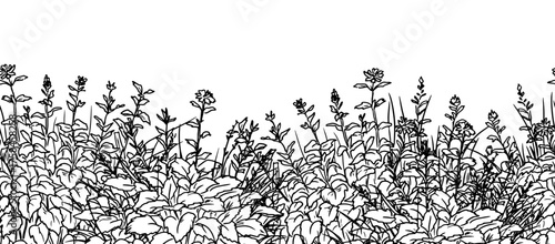 Thickets of grass and hedge of branches, leaves and flowers, sketch. Vector illustration. Lush garden bushes, seamless border, isolated on white background. For printing on packaging, card and textile