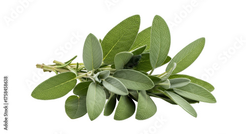 Tableau sur toile Isolated fresh common sage leaves and stems, a popular culinary herb ingredient