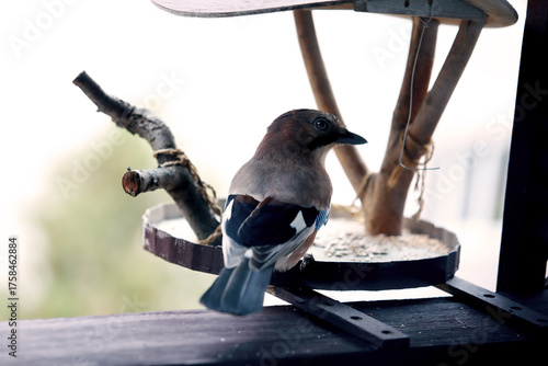 Eurasian Jay Bird on Feeder – Nature Photography