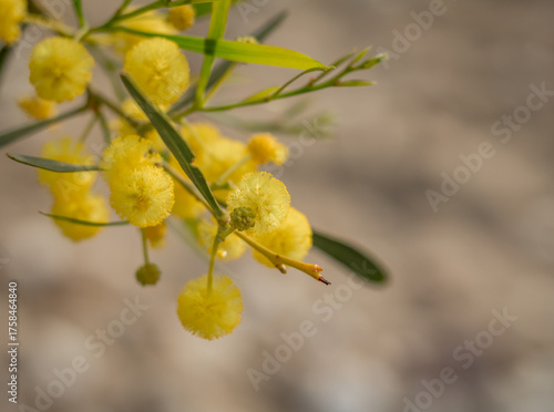 Wallpaper Mural Yellow Acacia Flowers in Soft Focus, Cyprus Torontodigital.ca