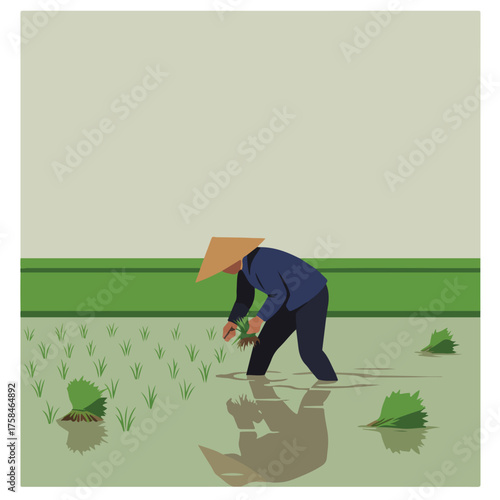 Person in conical hat plants rice seedlings in flooded field