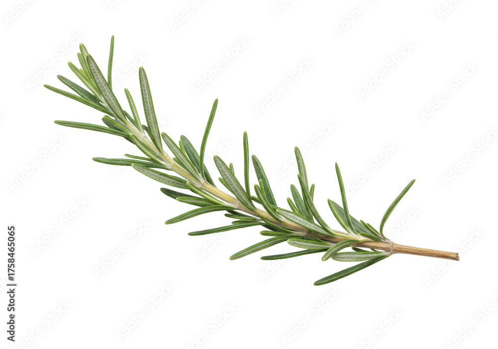 Fototapeta premium Isolated rosemary branch for culinary use, flavoring, food ingredient, aromatic cooking herb