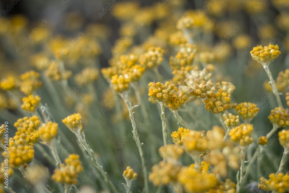 Obraz premium Italian Everlasting Flowers in Close-Up, Cyprus