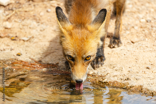 Zorro rojo (Vulpes vulpes) bebiendo agua de una charca y mirando a cámara