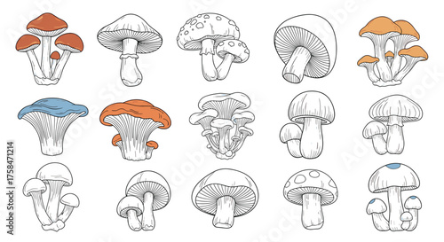 A delightful collection of various mushroom types drawn in a simple artistic style.