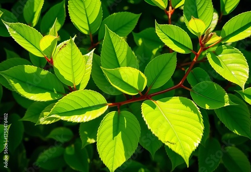Vibrant, glossy green leaves glistening in sunlight, nature, glossy