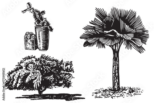 Graphical set of palm tree, fruit tree and  cactus in a pot on white background,vector illustration	
