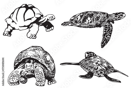 Graphical set of Galapagos tortoises on white background , sea habitant