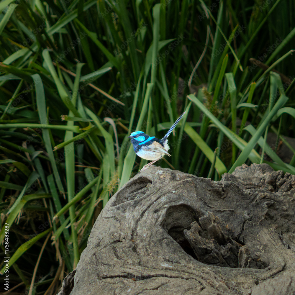 Fototapeta premium Blue Wren or fairywren is a passerine bird in the wren family,, This bird is common and familiar across south-eastern Australia the photo was taken in Melbourne VIC