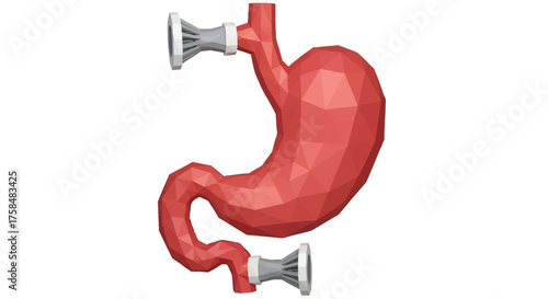 Stomach Illustration Medical Representation of Human Digestive Organ for Health and Education