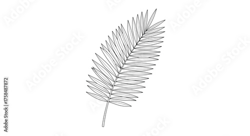 A detailed illustration of a single fern frond against a white background.