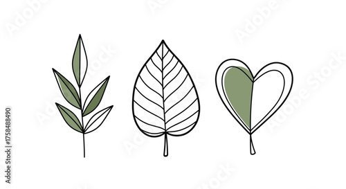 A hand drawn illustration of three different leaves and a heart shape.