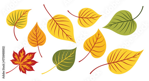 Various colorful autumn leaves in different shapes and sizes.