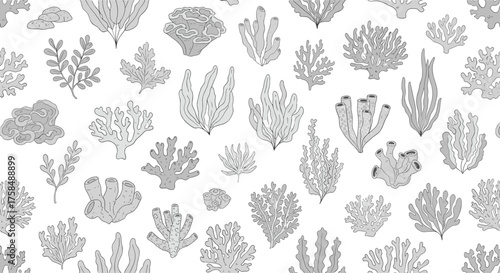 Various types of sea plants and corals on a white background.