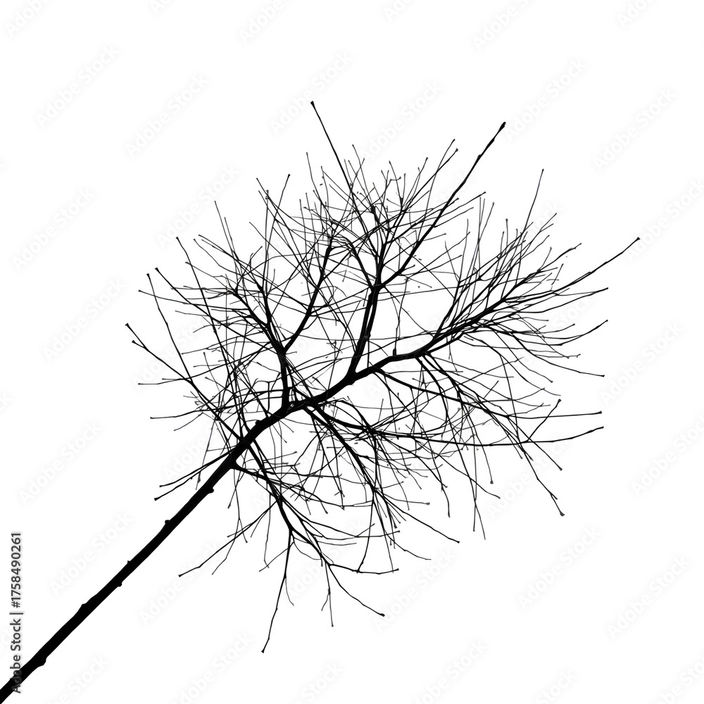 Fototapeta premium Ethereal Branch Silhouette: A solitary tree branch, stark against the blank canvas of an open sky, evokes a sense of starkness, resilience, and the minimalist beauty of nature.