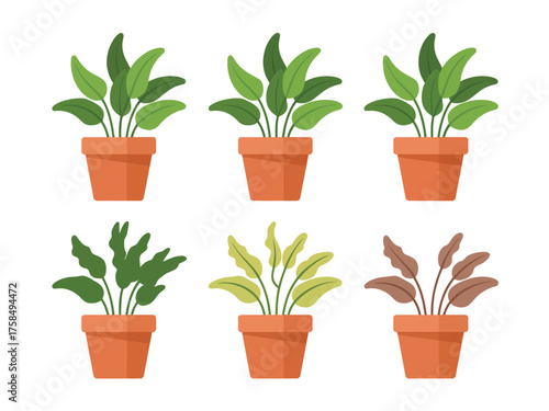 Collection of six potted houseplants with green and reddish leaves
