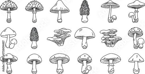 Botanical Illustration of Various Mushroom Species