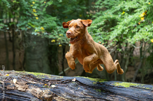 Vizsla in the forest