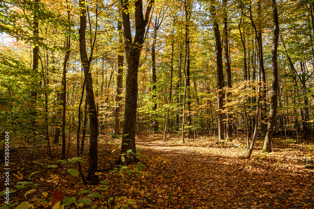 Obraz premium Golden autumn forest with a sunlit trail covered in fallen leaves. Warm natural light highlights the colors of fall in a peaceful woodland landscape. 