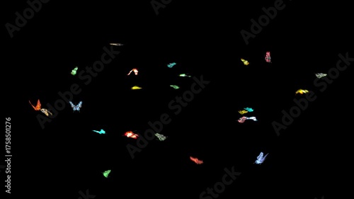 Beautiful Colored Butterflies Flying in the frame. Seamless loop with Alpha Channel.
