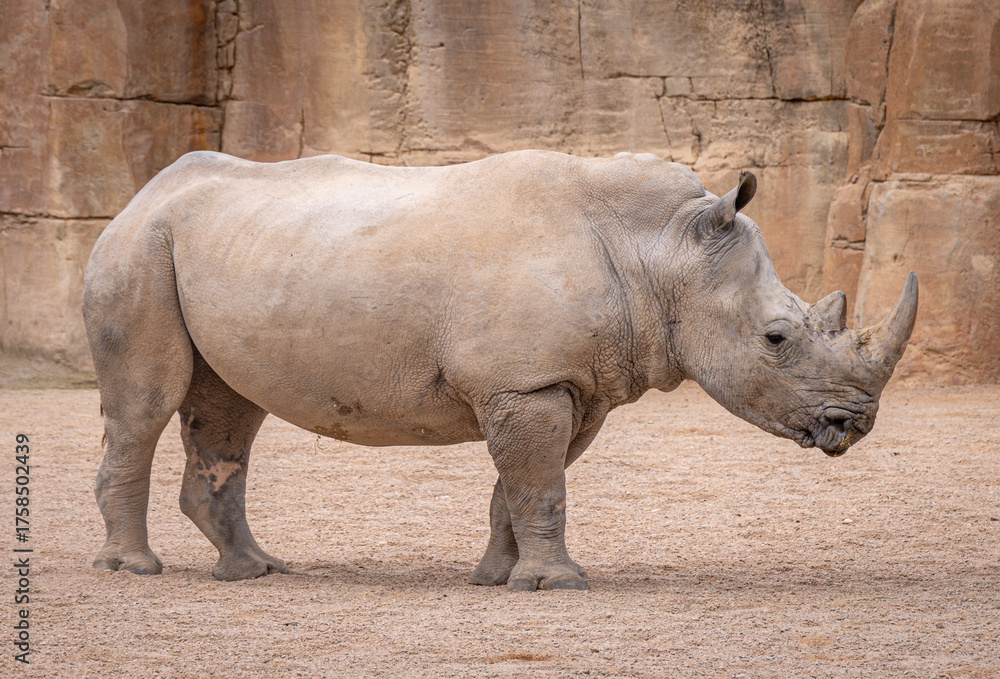 Obraz premium Southern White Rhinoceros (Ceratotherium simum simum)