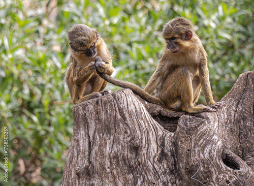 Papier peint Northern Dwarf Guenon / Northern Talapoin (Miopithecus ogouensis)