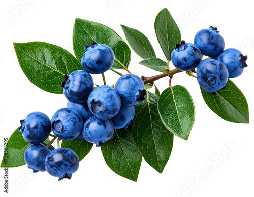 Blueberry Branch with Ripe Berries and Green Leaves, Side Angle, Transparent Background