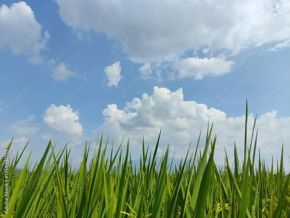 Fototapeta premium green grass and sky
