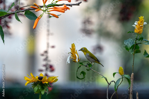 Indian white eye bird sitting on a green tree which has yellow flowers