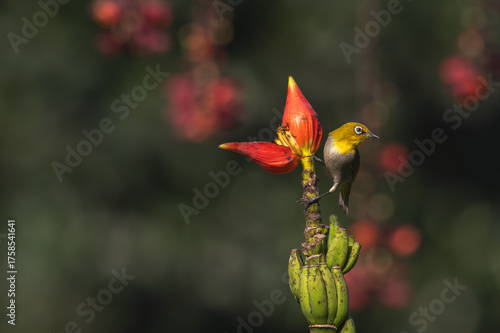 Indian white eye bird sitting on a green tree which has yellow flowers