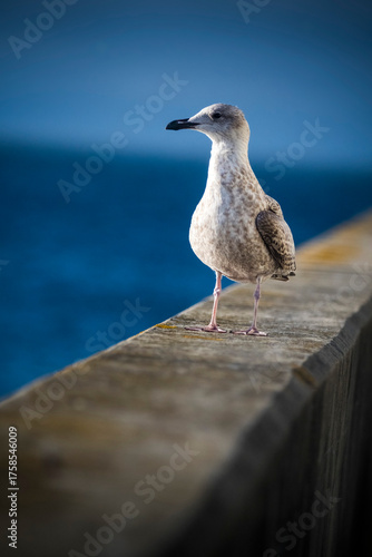 Juvenile Herring Gull looking out to sea
