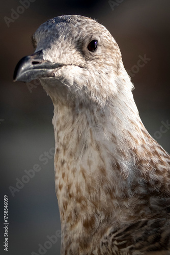 Juvenile Herring Gull portrait against dark background
