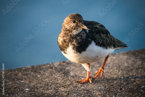 Turnstone on sea wall in golden light