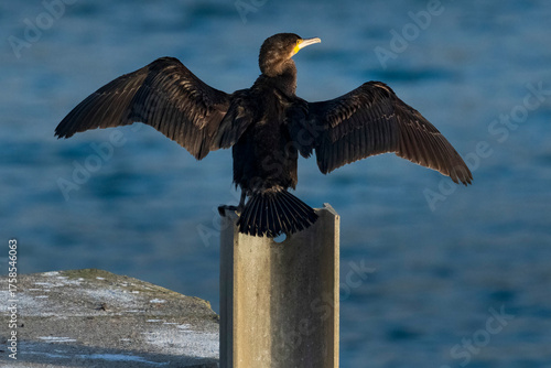 Cormorant drying out in early morning sunshine
